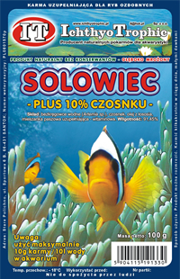 Solowiec czosnek