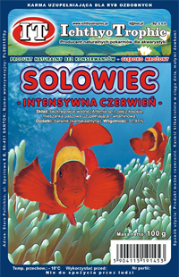 Solowiec czerwie